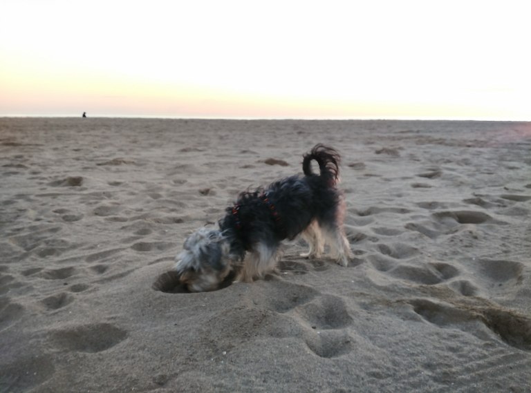 En la playa con mi perrita